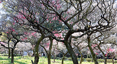 47) 梅園の様子(通路より西を眺める)