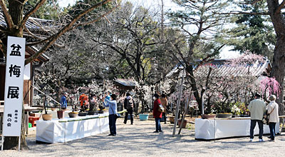 48) 梅まつり期間中に開かれる盆梅展