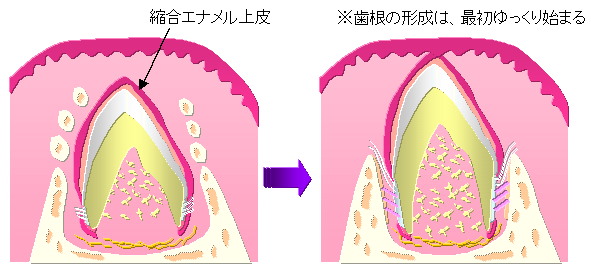 歯の発生