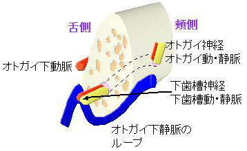 前上歯槽動脈