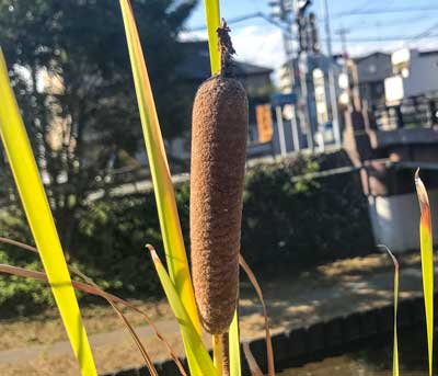 ガマ