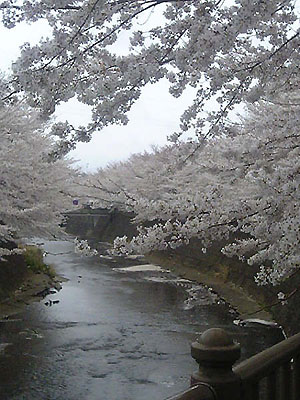 sakura1