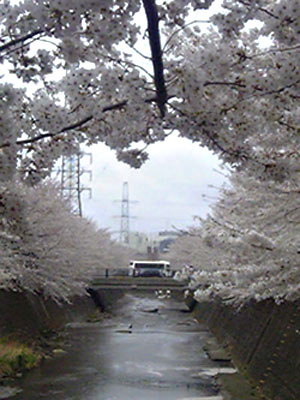 sakura2