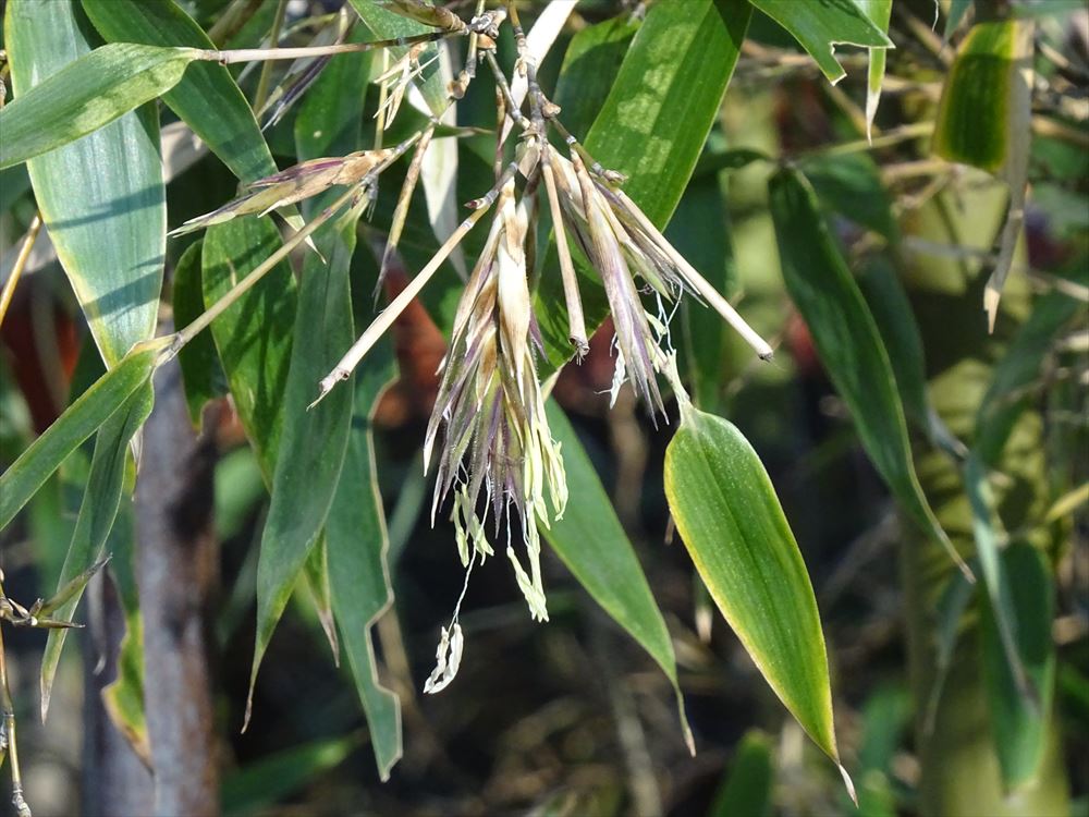 bamboo flower