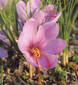 サフラン 番紅花 蕃紅花 ハーブ 香草 薬草 スパイス 香辛料 種類 品種 図鑑 辞典