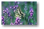 Papilionidae Photo Gallery - kC̃AQn`E -