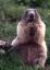 photo of marmot1