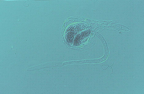 Genarchopsis