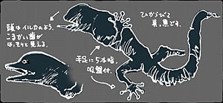 irukatokage"