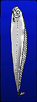 sakegashira