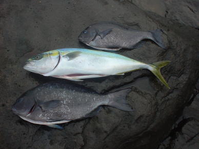 爆天 刺身で戴きます!