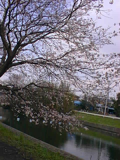 sakura1.jpg (99203 oCg)