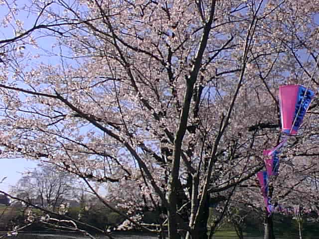 sakura11.jpg (107702 oCg)