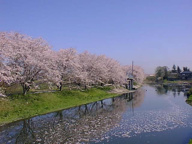 sakura6.jpg (78672 バイト)