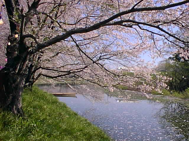 sakura7.jpg (103033 バイト)