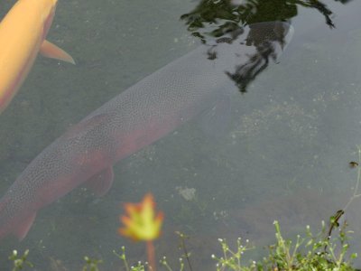 幻の魚イトウ
