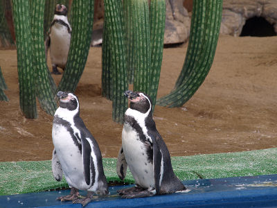 ペンギン