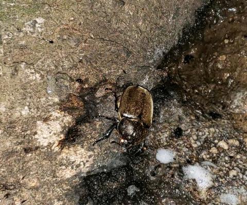 pのカブト クワガタ採集 pのカブト クワガタ採集
