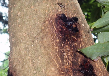 クワガタ カブトムシ樹木図鑑