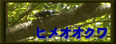ヒメオオクワ