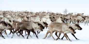 Reindeer.jpg(18164 byte)