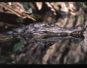 130919_caiman_in_Costa_Rica.jpg(11679 byte)