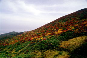 栗駒山北面の紅葉