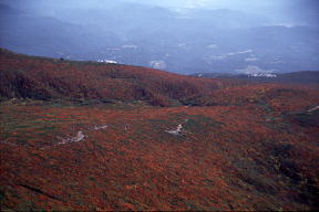 栗駒山頂からイワカガミ平方面