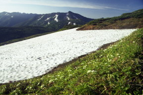 ハクサンイチゲ・雪渓・黒部五郎岳