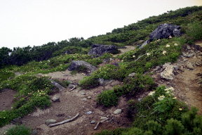 三俣蓮華岳山頂直下の花