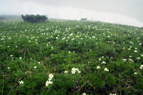 双六巻道の花畑