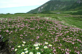 裾合平に残っていた花畑