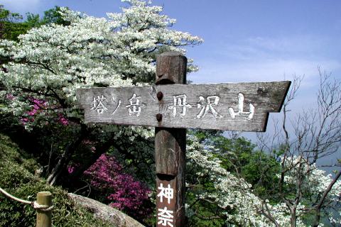 尊仏山荘のすぐ裏のツツジ