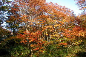 テント場の紅葉