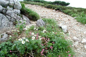 三俣蓮華岳分岐付近の花