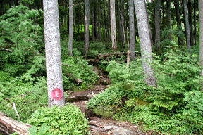 岩苔小谷の樹林の道