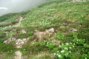岩苔乗越直下の花畑
