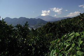 みかんの向こうに雲付き富士山