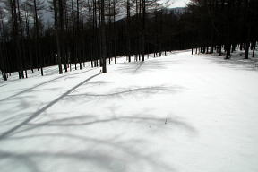 林道はおいしい斜面になっていた