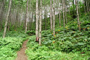 登山道