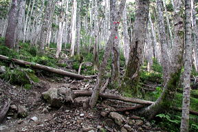 登山道