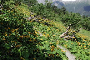 登山道