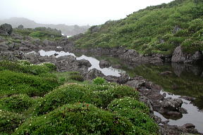小沼
