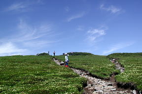 忠別岳山頂付近