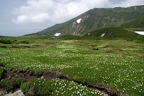 裾合平