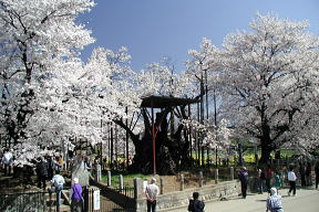 神代桜