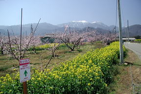 鳳凰山