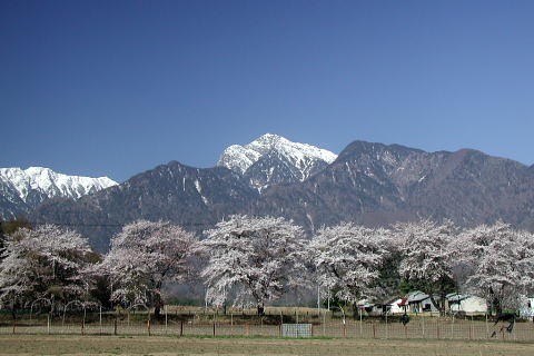 真原桜並木