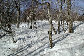 樹林の登り