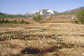 ミズバショウと至仏山